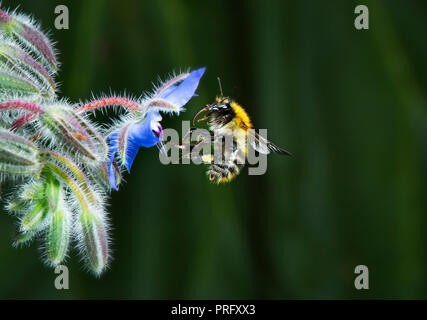 Bumble bee approaching borage flower Stock Photo