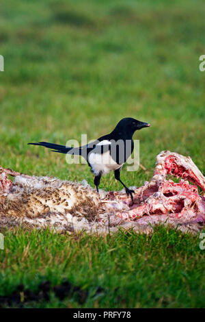 A Magpie  feeding on sheep carcass, Devon, UK. Stock Photo