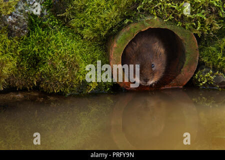 Single adult Water Vole  looking out of an old clay drainage pipe, Devon, UK. Stock Photo