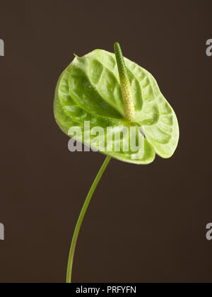 Anthurium flower shot against a dark background Stock Photo