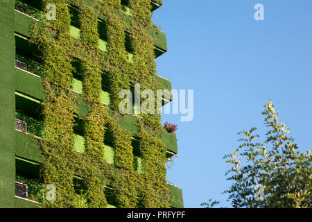 New building facade overgrown with ivy plant Stock Photo