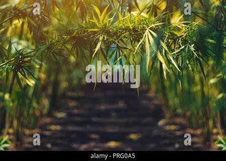 Growing organic hemp on plantation, conceptual image Stock Photo