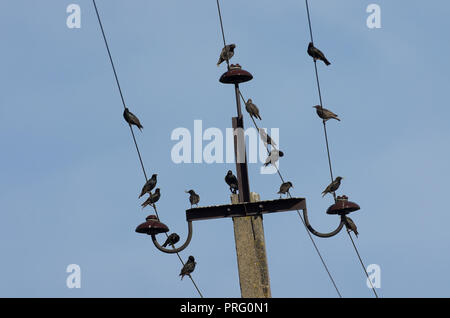 Flock of speckled starlings sitting together on power lines in the background blue sky Stock Photo