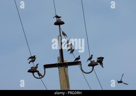 Flock of speckled starlings sitting together on power lines in the background blue sky Stock Photo