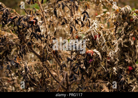 Burnt rose bush twig leaves near fire Stock Photo