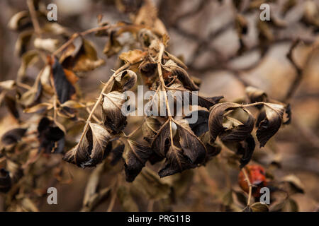 Burnt rose bush twig leaves near fire Stock Photo