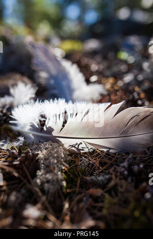 Single bird feather on ground at forest Stock Photo