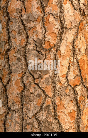Red pine tree bark vertical texture or background Stock Photo
