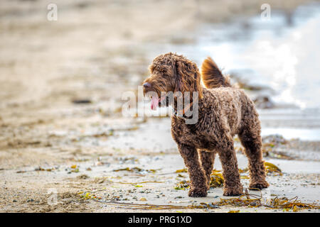 Cute curly-haired crossbreed dog isolated on UK beach. Labradoodle /cockapoo standing on shoreline, tongue hanging out panting. Stock Photo