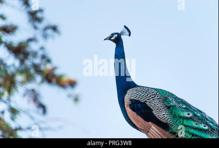 Peacock  against a pale blue sky Stock Photo