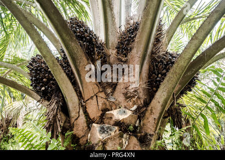 Fresh fruit bunches ripening on an oil palm tree at an Orang Asli reservation area plantation in Perak, Malaysia, July 2018 Stock Photo