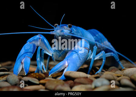 crayfish Cherax in the aquarium Stock Photo