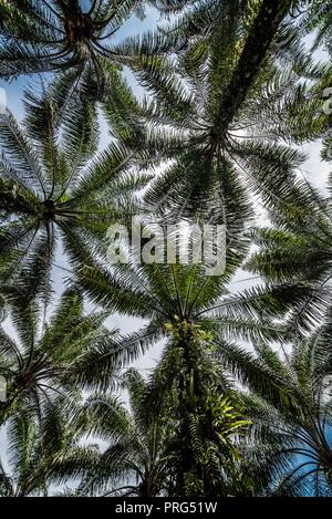 A canopy of oil palm at a plantation plot in Perak, Malaysia Stock Photo