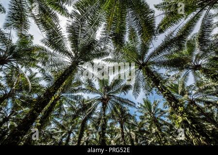 A canopy of oil palm at a plantation plot in Perak, Malaysia Stock Photo