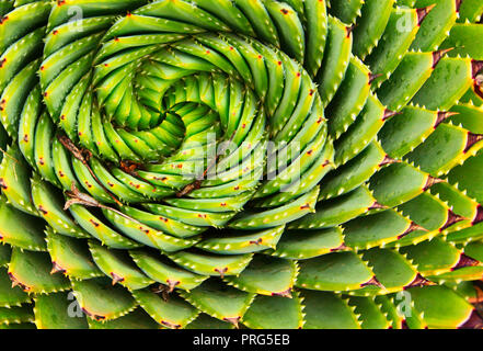 Spiral Aloe is a traditional plant in Lesotho Stock Photo