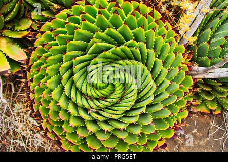 Spiral Aloe is a traditional plant in Lesotho Stock Photo