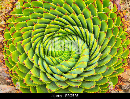 Spiral Aloe is a traditional plant in Lesotho Stock Photo