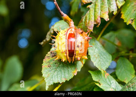 Ripe Conkers ( Horse Chestnuts ) ready to drop from the tree Stock Photo