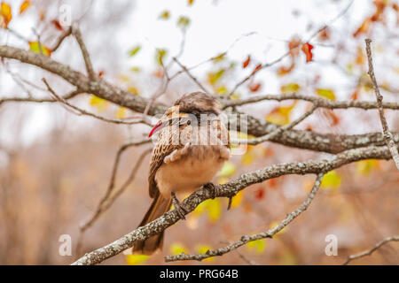 African grey hornbill in Kruger National Park Stock Photo