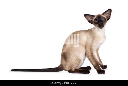 Excellent seal point Siamese cat kitten sitting standing side ways looking straight at lense, isolated on white background Stock Photo