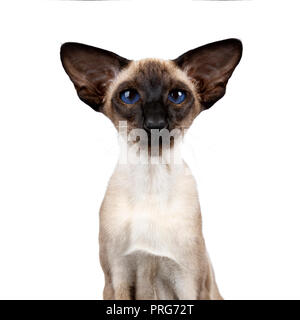 Head shot of xcellent seal point Siamese cat kitten front view looking straight in lense, isolated on white background Stock Photo