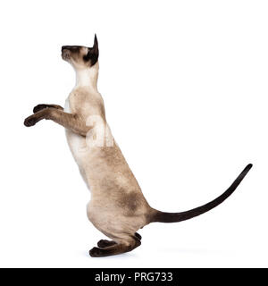 Excellent seal point Siamese cat kitten sitting standing side ways profile on hind paws looking straight ahead, isolated on white background Stock Photo