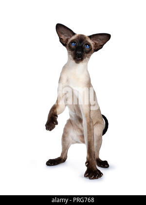 Excellent seal point Siamese cat kitten sitting / playing standing side ways / front view looking besidelense, isolated on white background and one pa Stock Photo