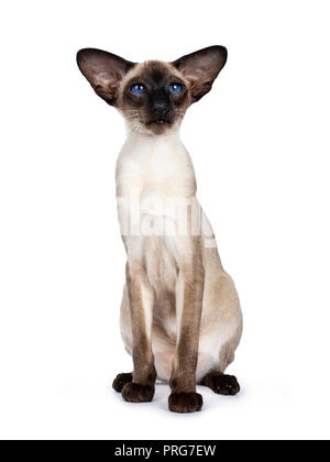 Excellent seal point Siamese cat kitten sitting front view looking at camera with deep blue eyes, isolated on white background Stock Photo