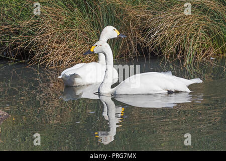 Bewick's Swans   (Cygnus columbianus bewickii) Stock Photo