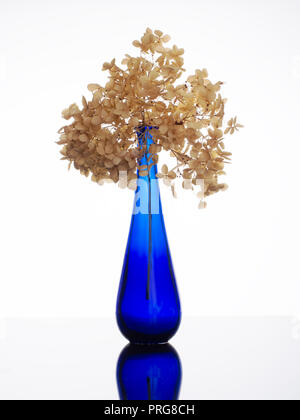 Close up of an elegant, beautiful blue glass vase with dried hydrangea flowers. Still life. Stock Photo