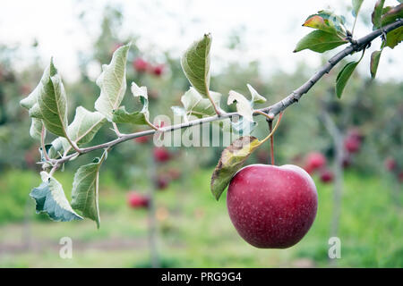 One big, ripe, red apple hanging on a twig of a small apple tree, other apple trees visible at the background Stock Photo
