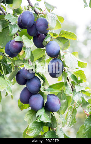Bunches of ripe common plums hanging on two twigs of a plum tree Stock Photo