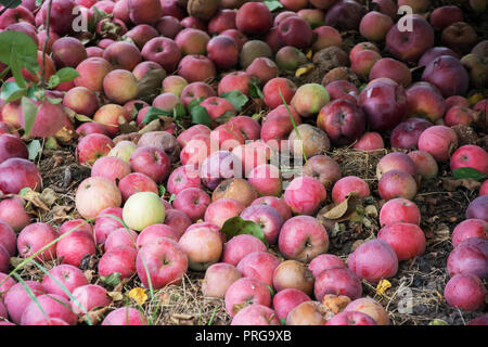 Windfall of red and yellow, some rotten apples lying on the ground in an orchard Stock Photo