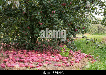 Windfall of red and yellow, some rotten apples lying on the ground under an apple tree in an orchard Stock Photo
