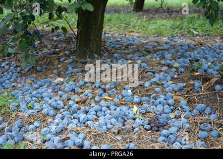 Windfall of blue common plums lying on the ground under a plum tree Stock Photo