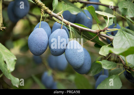 Bunch of ripe, blue common plums hanging on a twig of a plum tree Stock Photo