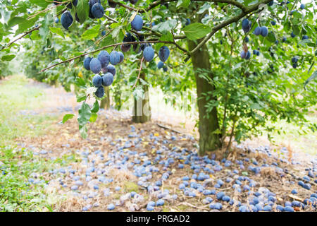 Windfall of blue common plums lying on the ground under a plum tree, branch with ripe plums at the foreground Stock Photo