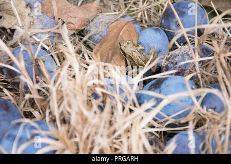 Windfall of blue common plums lying on the ground with a frog, dry grass and dry leaves Stock Photo