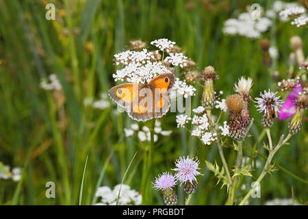 Gatekeeper Butterfly (Pyronia tithonus) female feeding on flower in meadow Cheshire UK July 56391 Stock Photo