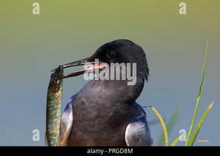 Close up of black tern (Chlidonias niger) in breeding plumage in spring with caught fish / young pike in beak Stock Photo