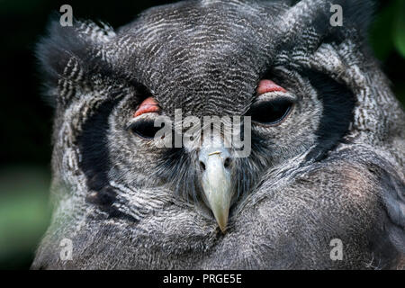 Close up portrait of Verreaux's eagle-owl / milky eagle owl / giant eagle owl (Bubo lacteus) resting and showing pink eyelids, native to Africa Stock Photo