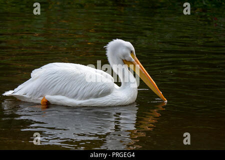American white pelican (Pelecanus erythrorhynchos) swimming in lake, native to North America Stock Photo
