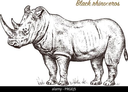 African rhinoceros Wild animal on white background. Engraved hand drawn line art Vintage old monochrome sketch, ink. Vector illustration for label. safari symbol. Stock Vector