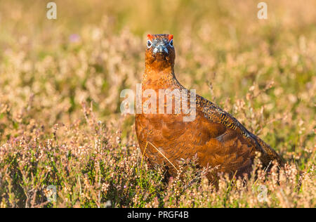 Red Grouse in natural habitat of heather and grasses on Grouse Moor in the UK.  Scientific name: Lagopus lagopus scotica.  Horizontal Stock Photo