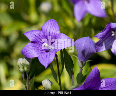 Platycodon grandiflorus 'Mariesii' Stock Photo