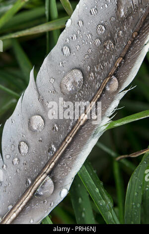 Raindrops on a Bird Feather Stock Photo