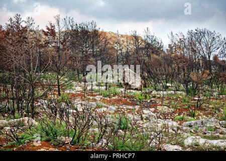 Burnt-out wood near Pylos, Greece Stock Photo