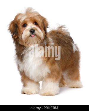 Cute happy red parti colored havanese puppy dog is standing, isolated on white background Stock Photo