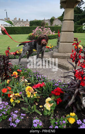 German wire haired pointer dog in park Stock Photo
