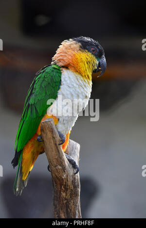 Parrot with green, yellow, orange,  black and white feathers, standing on thick branch, whole body, close up view Stock Photo